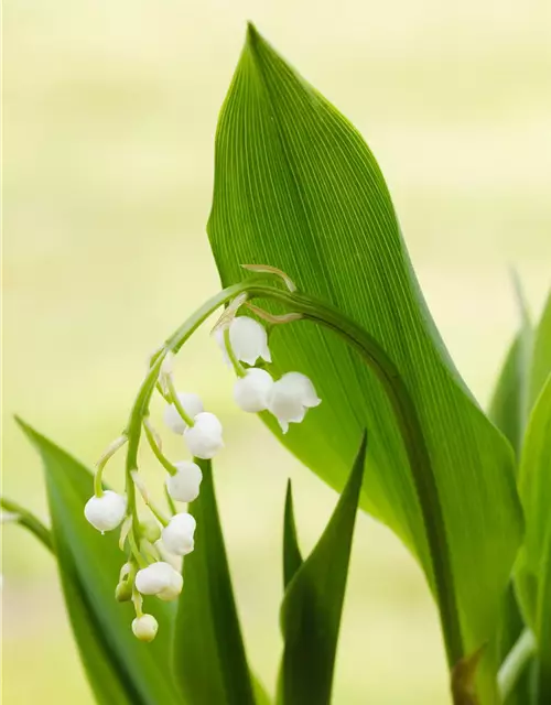 Convallaria majalis