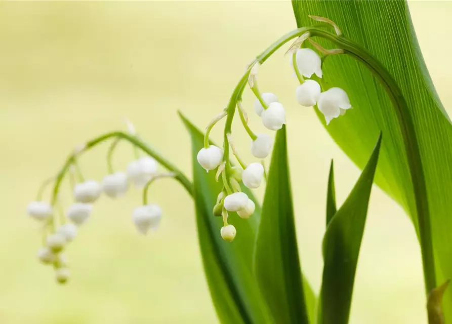 Convallaria majalis