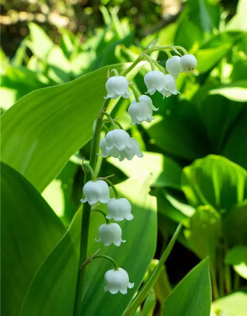 Convallaria majalis