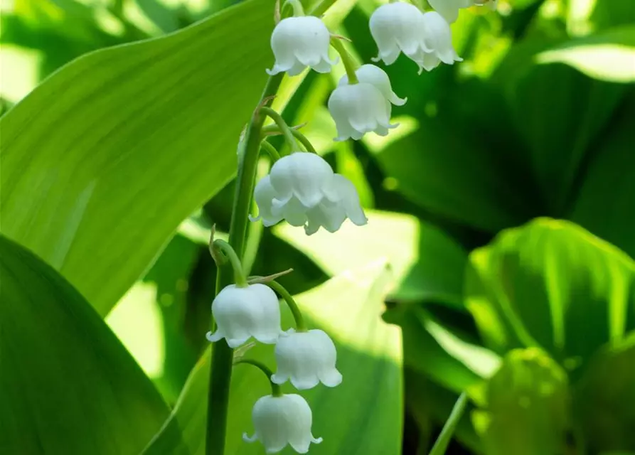 Convallaria majalis