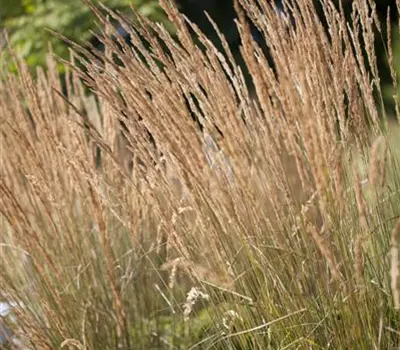 Calamagrostis x acutiflora