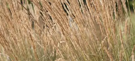 Calamagrostis x acutiflora 'Karl Foerster'