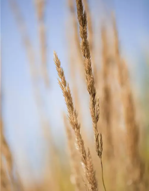 Calamagrostis x acutiflora