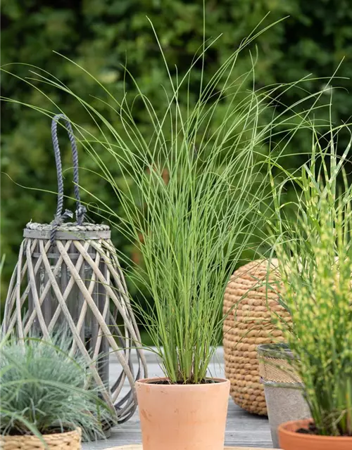 Calamagrostis x acutiflora