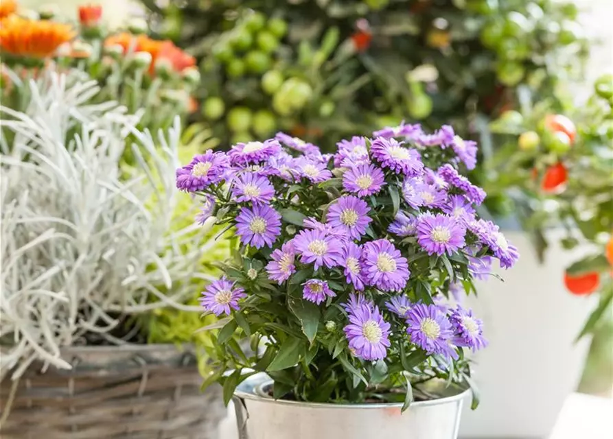 Aster dumosus, blau