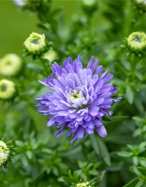 Aster dumosus, blau