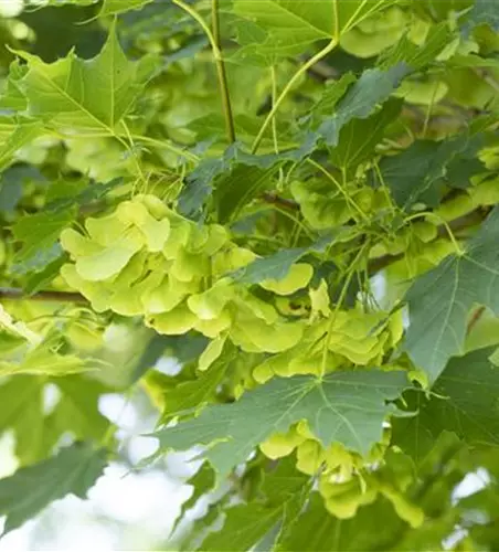 Acer platanoides