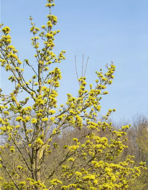 Acer platanoides