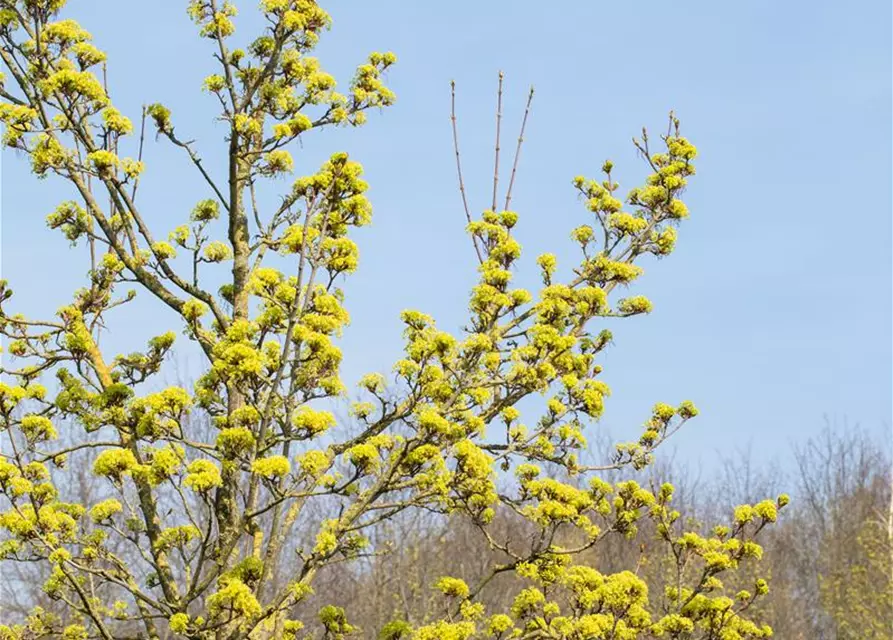 Acer platanoides