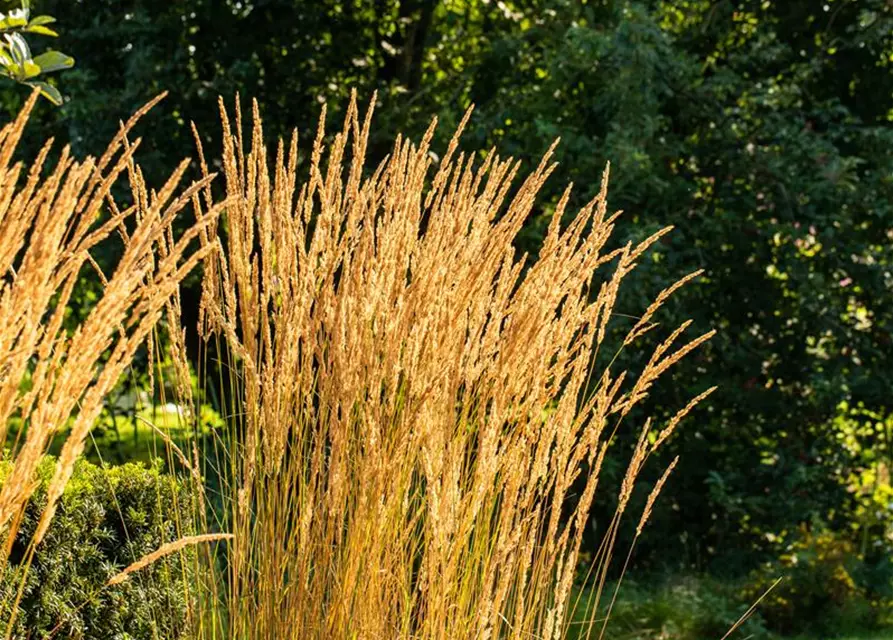 Calamagrostis x acutiflora 'Karl Foerster'