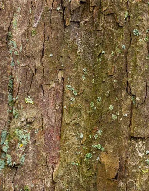 Acer pseudoplatanus