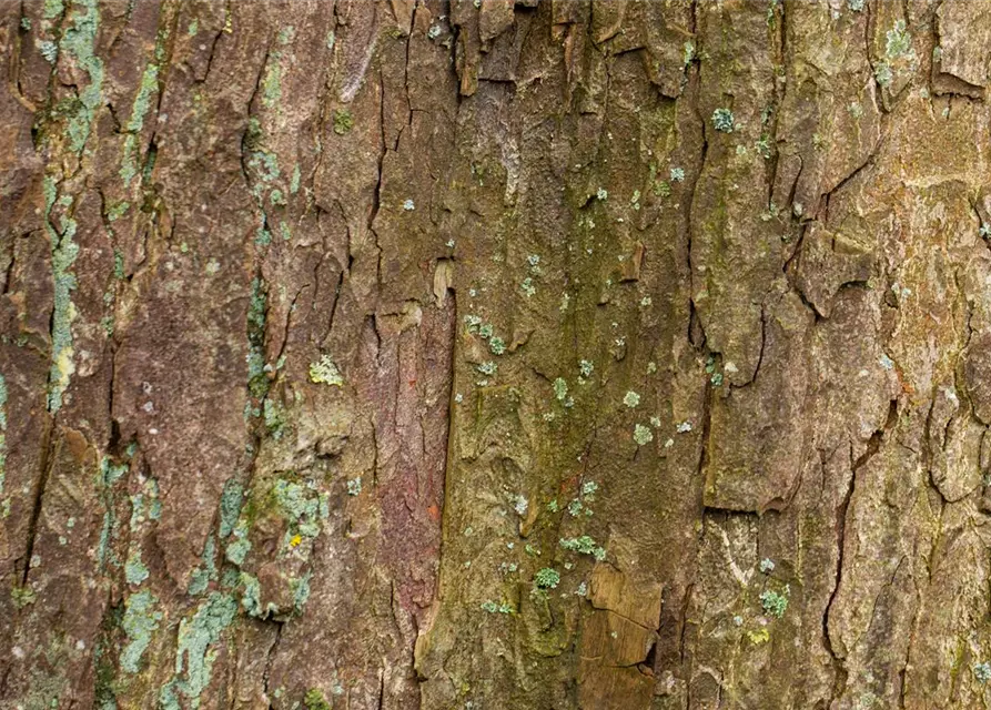 Acer pseudoplatanus