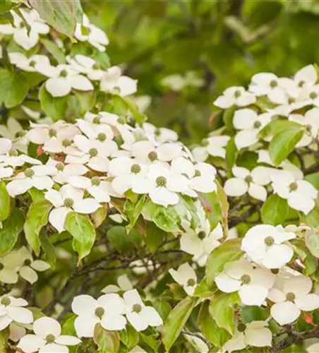 Cornus kousa