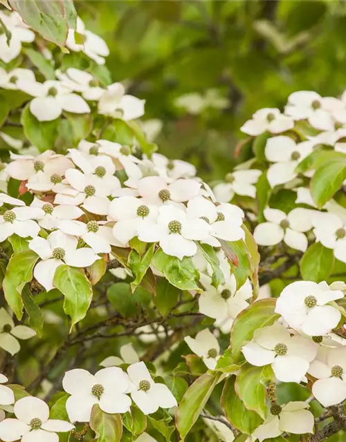 Cornus kousa