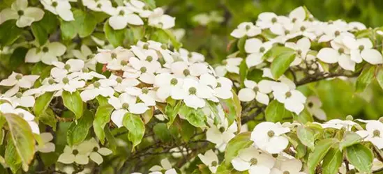 Cornus kousa