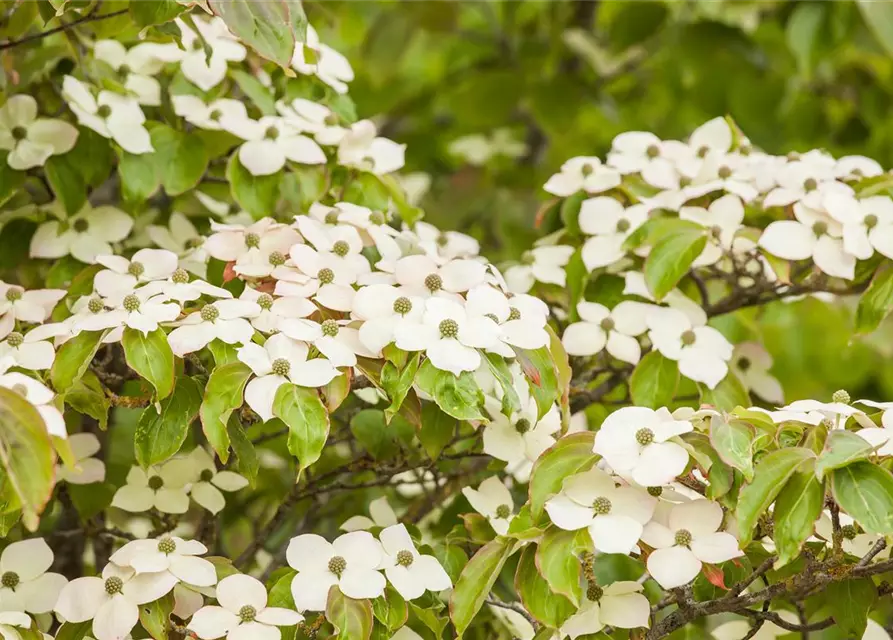 Cornus kousa