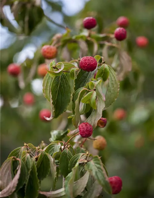 Cornus kousa