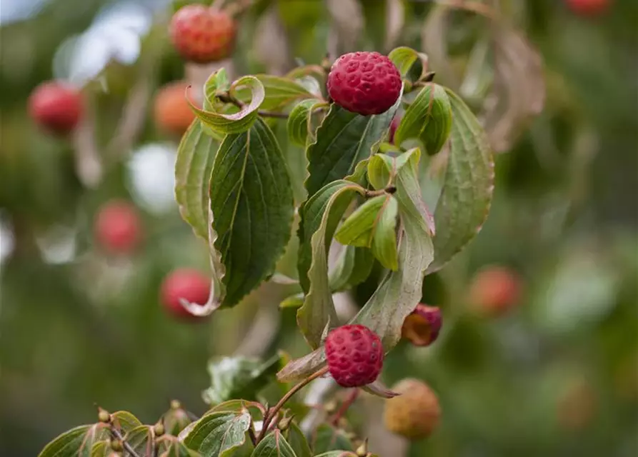 Cornus kousa