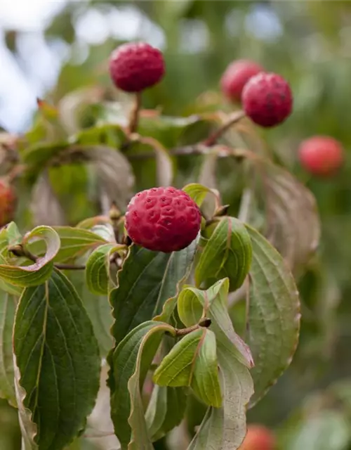 Cornus kousa