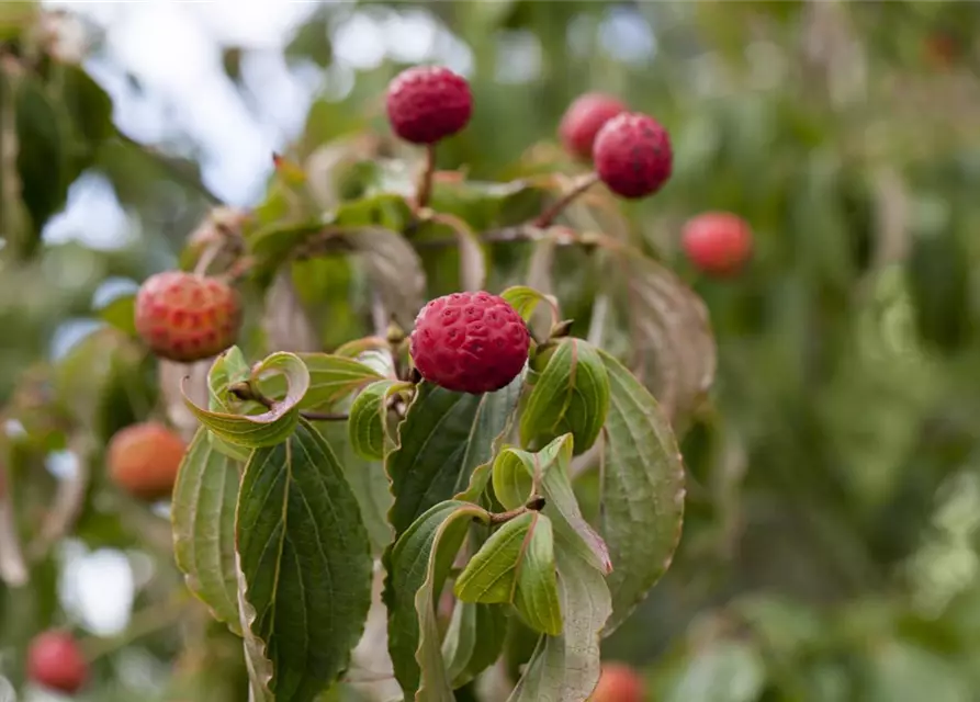 Cornus kousa