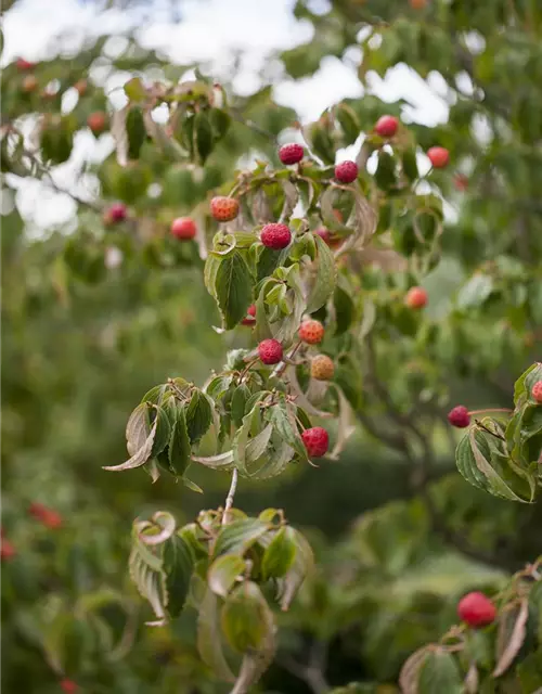 Cornus kousa