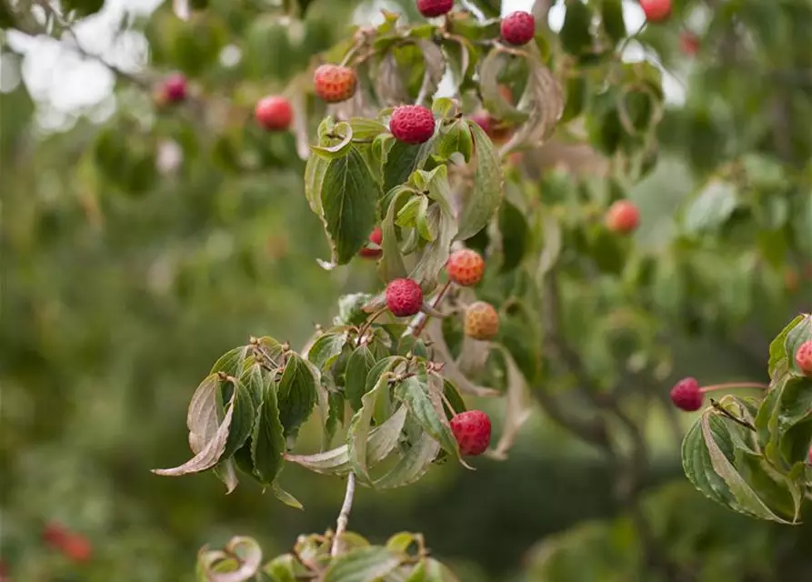 Cornus kousa