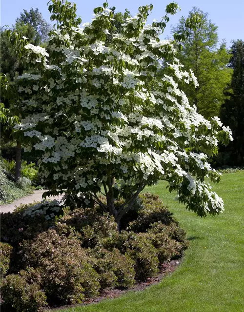 Cornus kousa