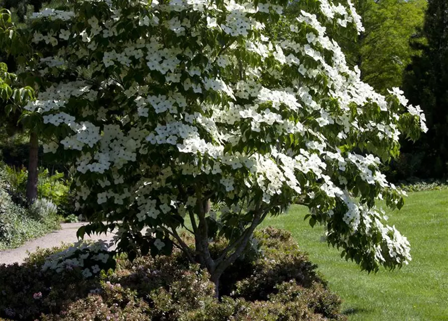 Cornus kousa