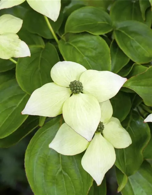 Cornus kousa