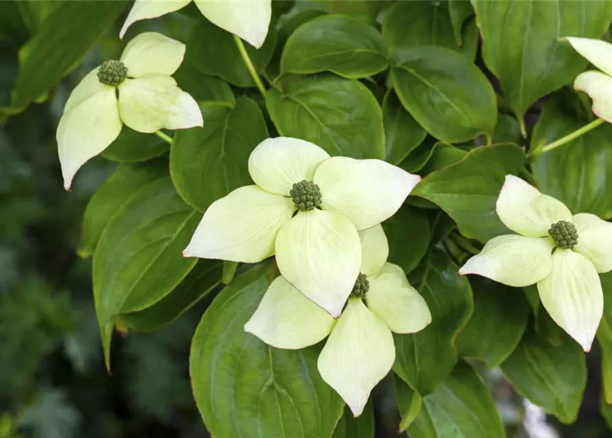 Cornus kousa