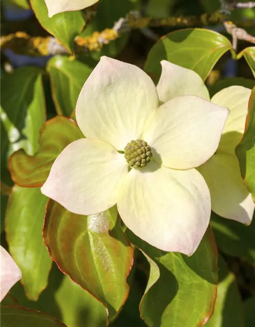 Cornus kousa