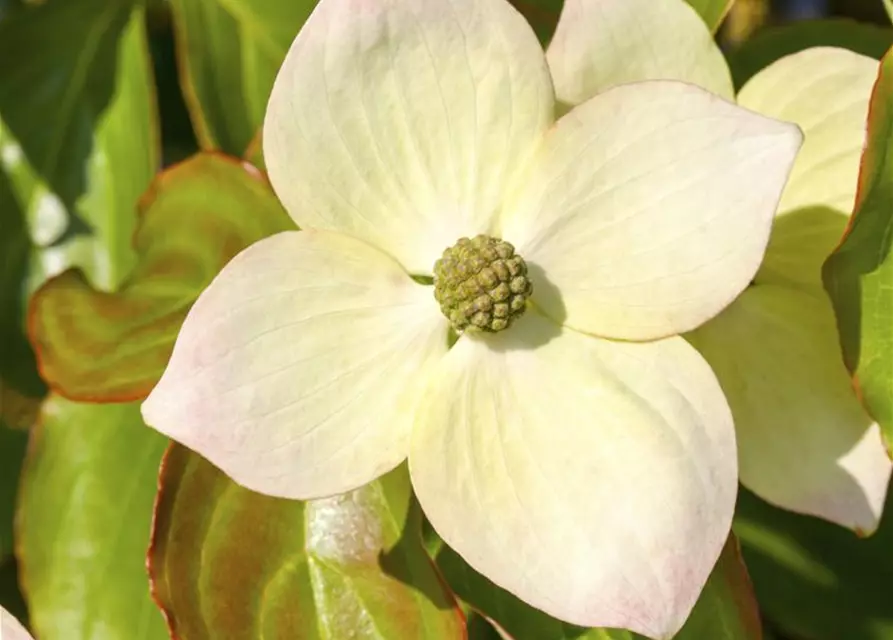 Cornus kousa