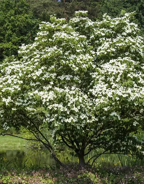 Cornus kousa