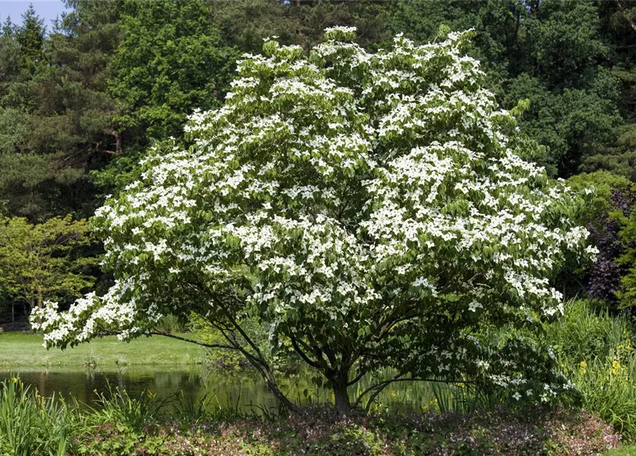 Cornus kousa