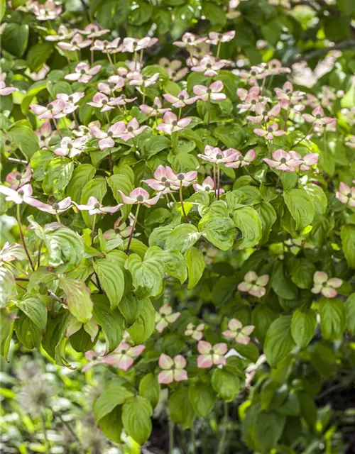 Cornus kousa