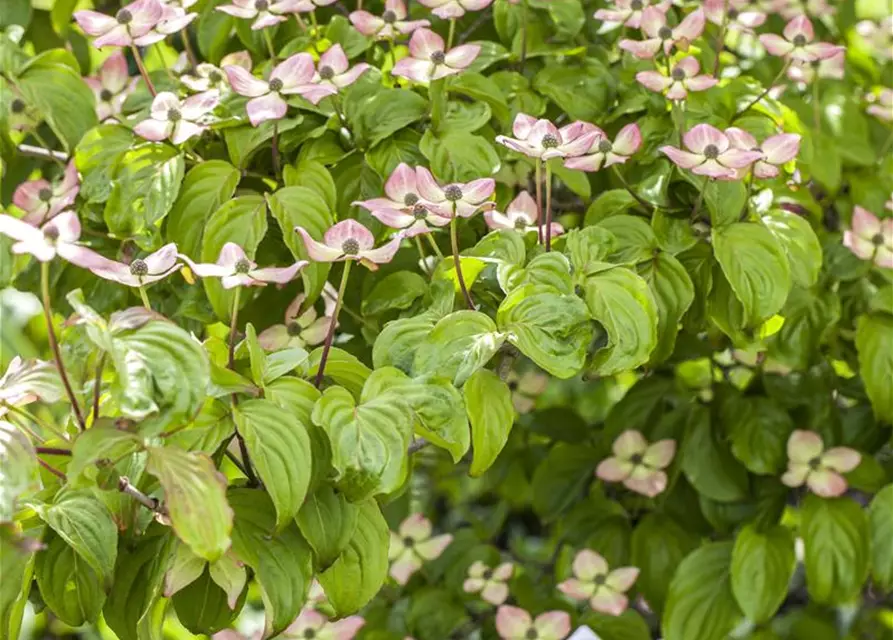 Cornus kousa