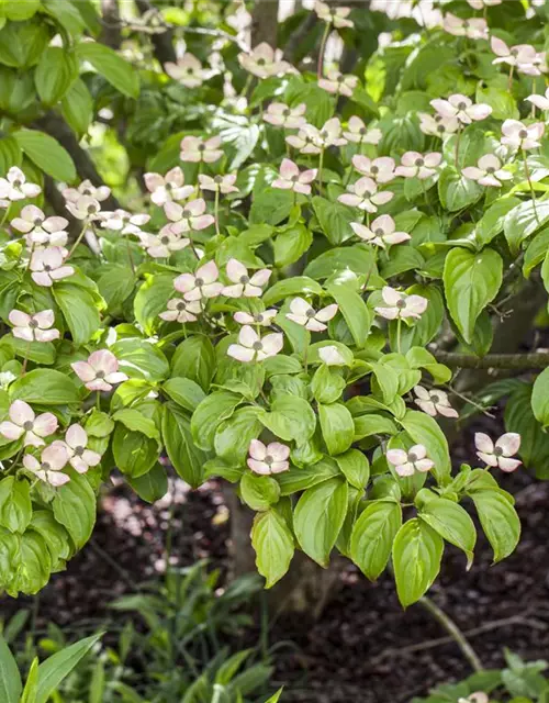 Cornus kousa