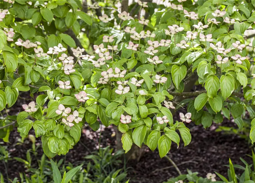 Cornus kousa