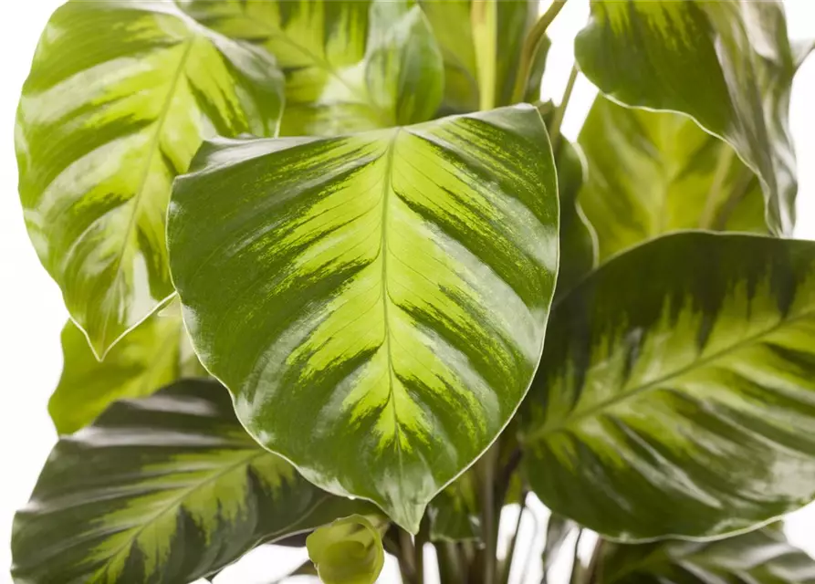 Calathea