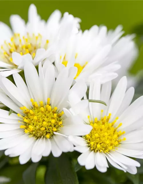 Aster dumosus, weiß