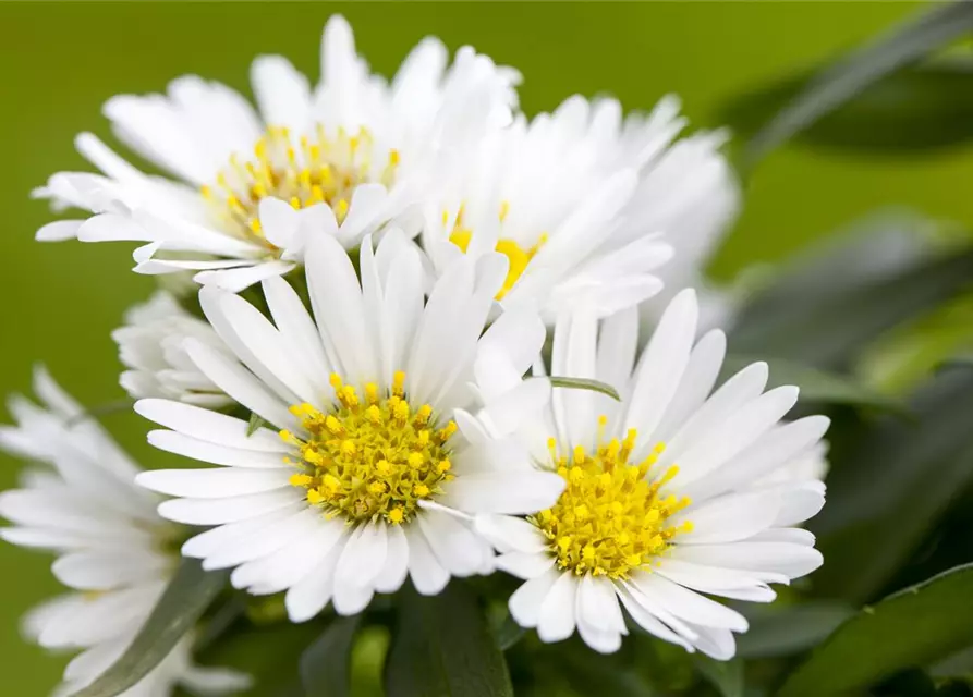 Aster dumosus, weiß