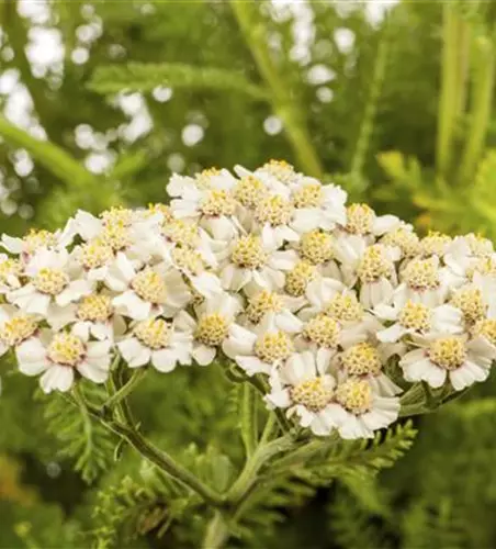 Achillea millefolium