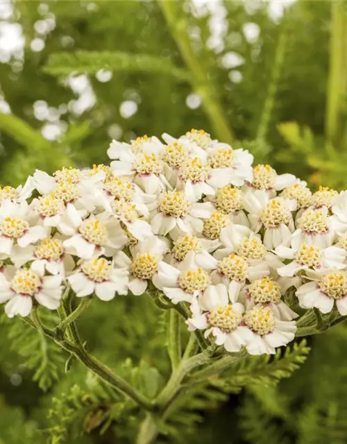 Achillea millefolium