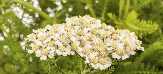 Achillea millefolium