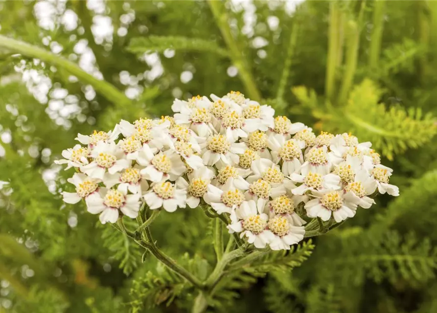 Achillea millefolium