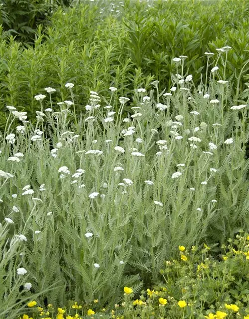 Achillea millefolium