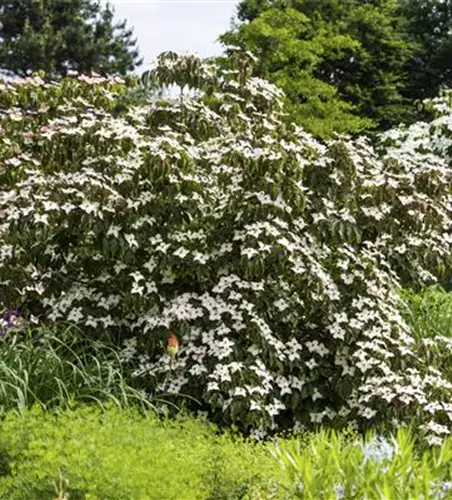 Cornus kousa 'Cappuccino'®