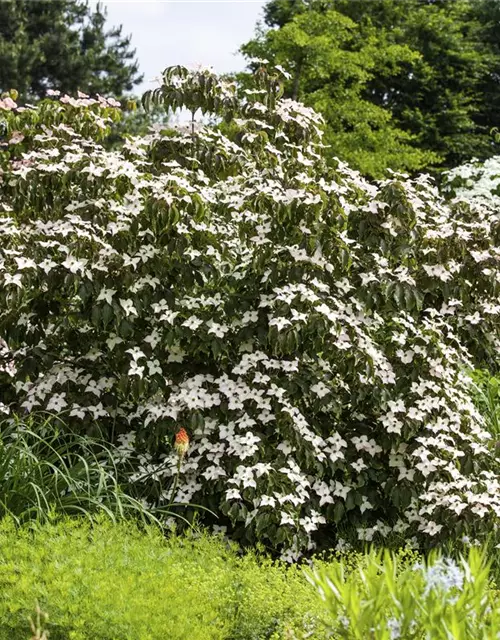 Cornus kousa 'Cappuccino'®