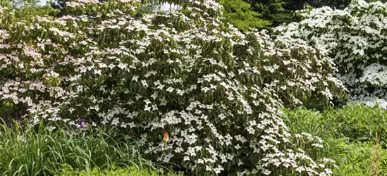 Cornus kousa 'Cappuccino'®