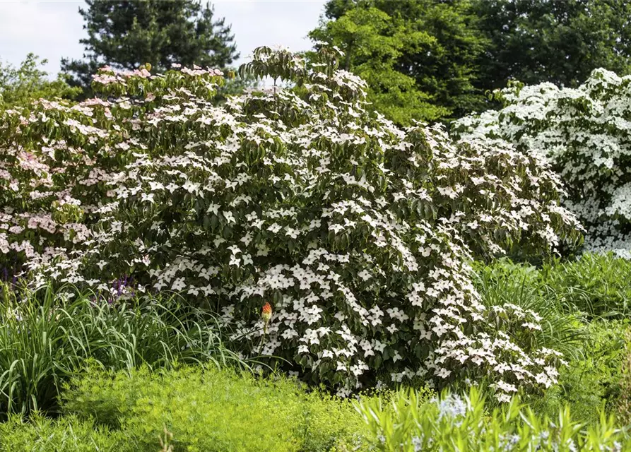 Cornus kousa 'Cappuccino'®